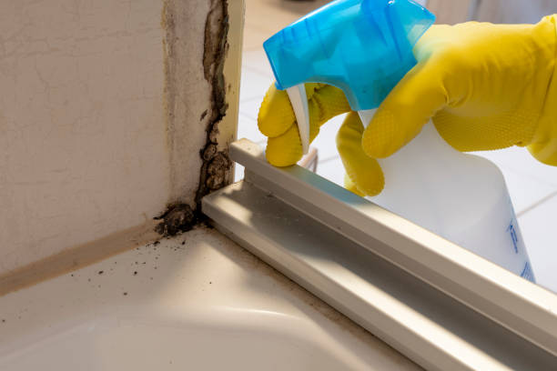 Mold Removal and Inspection in Nitro, WV