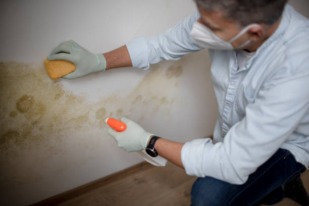  Nitro, WV Mold Removal Pros