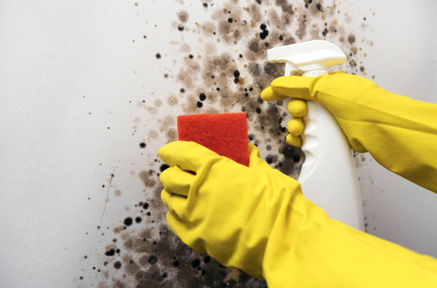 Best Attic Mold Removal  in Nitro, WV