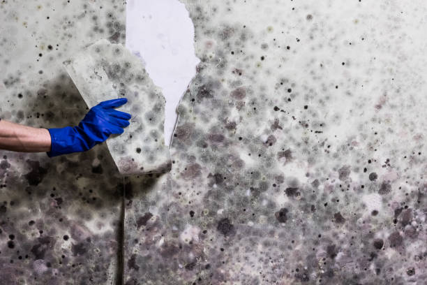 Best Residential Mold Removal  in Nitro, WV