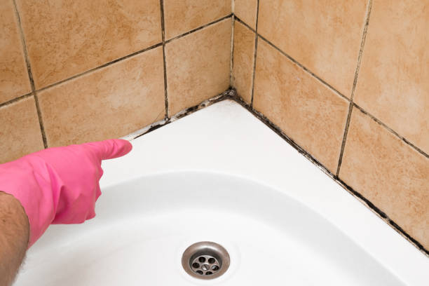 Trusted Nitro, WV Mold Removal Experts